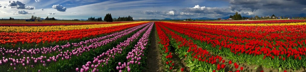 Fototapeta premium Colorful Panorama of Tulip Fields and Sky with Clouds. Scagit Valley Tulip Festival, Mount Vernon, Washington State, USA. 