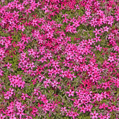 Fototapeta premium Polster-Phlox, Phlox subulata