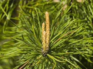 Young pine, pinus, shoots macro, selective focus, shallow DOF