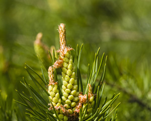 Young pine, pinus, pollen strobili and shoots macro, selective focus, shallow DOF