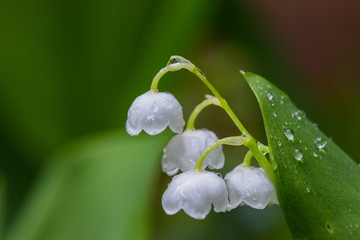 Maiglöckchen (Convallaria majalis) im Regen