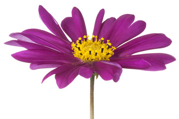 cosmos flower © _Vilor