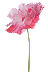 Fototapeta premium poppy