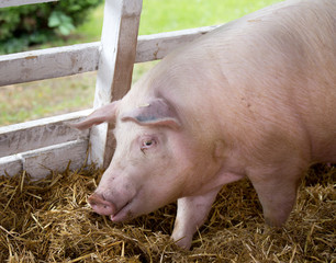 Large white swine on farm