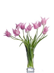 Naklejka na ściany i meble Beautiful pink tulips isolated on white background
