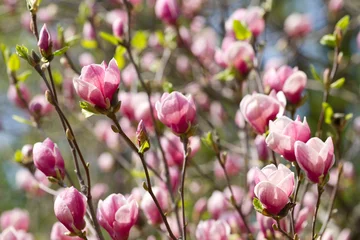 Poster de jardin Magnolia Fleurs de magnolia fleurissent