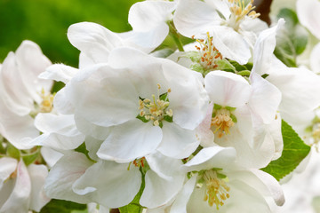 Fllowering Apple trees