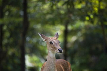  deer stag in forest landscape