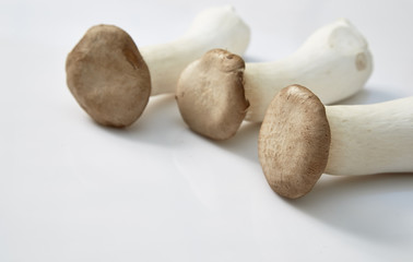 King oyster mushroom