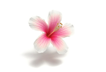 Fototapeta na wymiar Pink hibiscus flowers