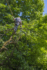 élagueur dans l'arbre
