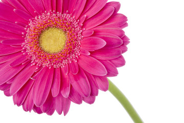 cropped image of a pink flower.