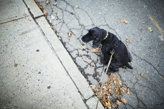 Black dog on leash sitting in the street