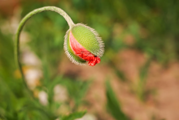 Spring poppy flower bud . Close-up macro nature.