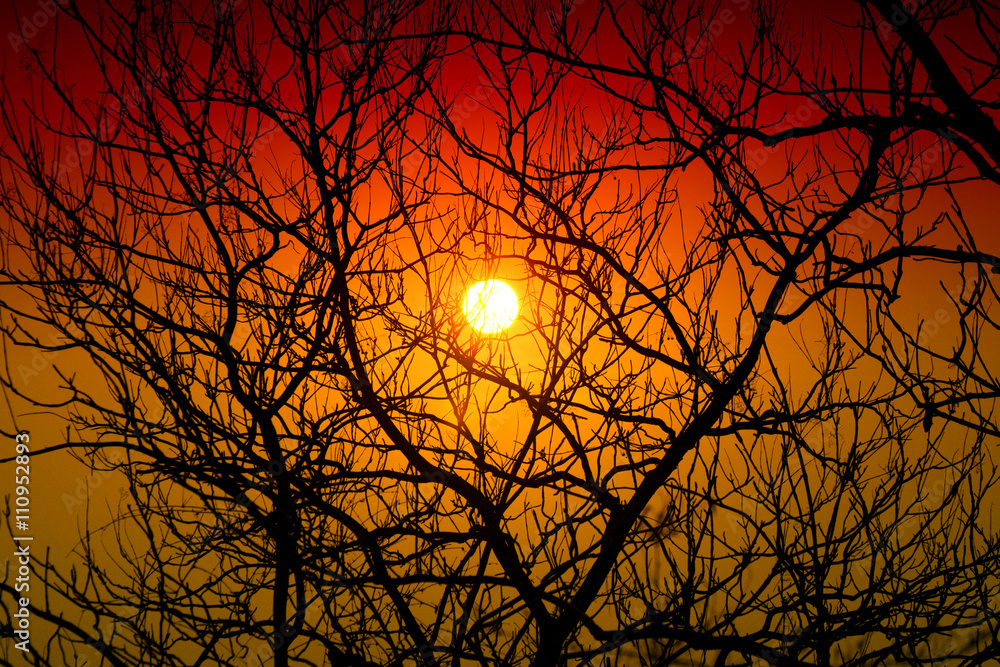 Wall mural Beautiful landscape at sunset with branches of trees in the background.