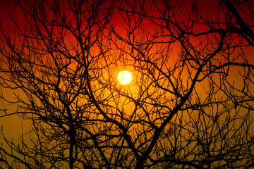 Beautiful landscape at sunset with branches of trees in the background.