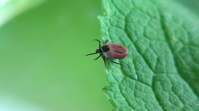 Zecke auf einem Blatt