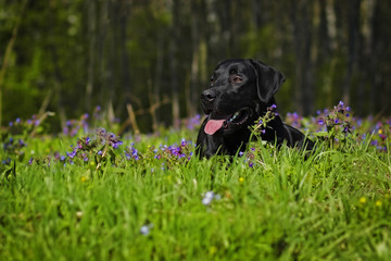 Black Labrador dog lying on flower meadow in the summer