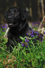 Black Labrador dog lying on flower meadow
