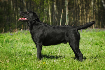 Black Labrador dog standing at full height in the summer side