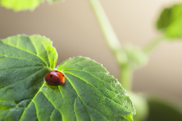 ladybug on leaf