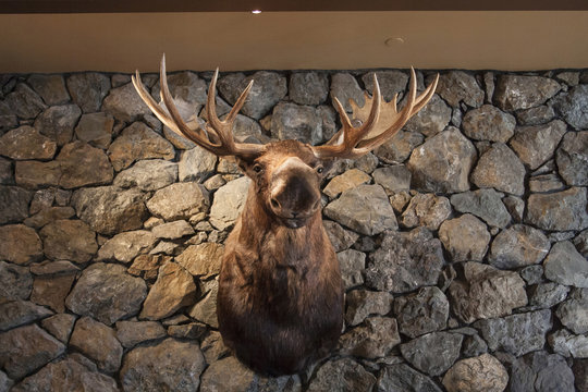 Moose head mounted on stone wall