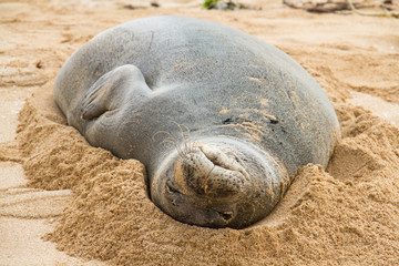 Monk seal in sand, close-up, Hawaii, USA