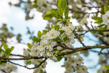 цветущая ветка яблони
