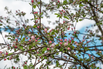 цветущая ветка яблони
