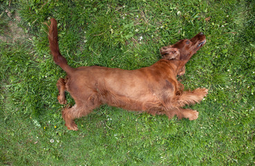 dogs pet training, Setter family dogs 
