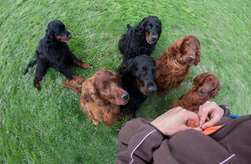 dogs pet training, Setter family dogs 
