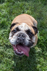 English bulldog dog 