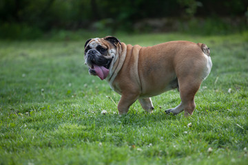English bulldog