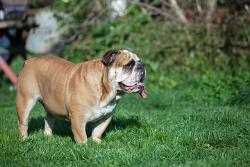English bulldog