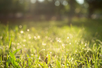 Blurred background. Dew on grass.