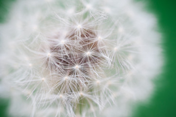 Close-up of dandelion on green sunny meadow
