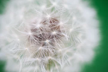 Fotobehang Close-up of dandelion on green sunny meadow © timonko