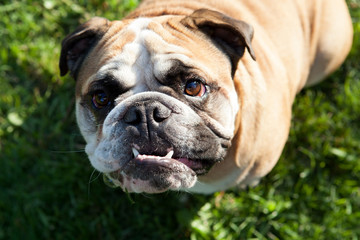 Obraz premium English bulldog