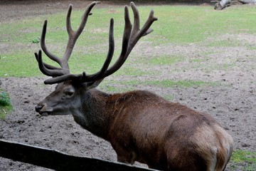 Jeleń w Wolińskim Parku Narodowym w Międzyzdrojach