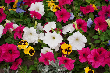 flower bed with lot of different colors petunias in park