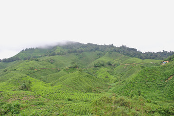 Fototapeta na wymiar Hills of tea plantation