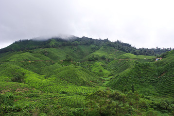 Hills of tea plantation