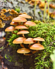 Fresh mushrooms on a mossy tree trunk. Selective focus of wild mushrooms with copy space and defocused background. Autumn scene with golden sunlight.