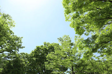 初夏の青空と新緑