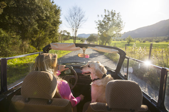 Mature woman and dog, in convertible car, rear view