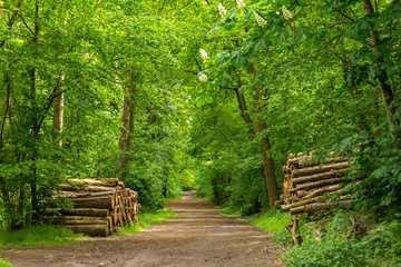 Holzweg