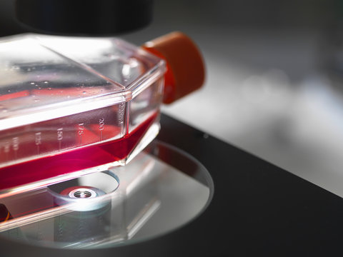 Flask containing cultures sitting on platform of inverted microscope in lab