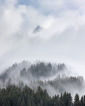 Fototapeta brume sapin montage brouillard altitude alpes voile paysage froi