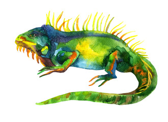 watercolor iguana
