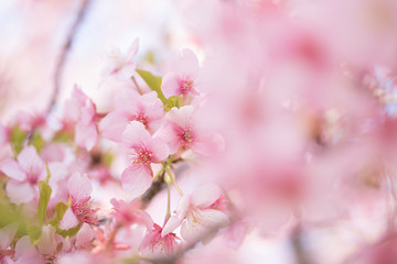 河津桜